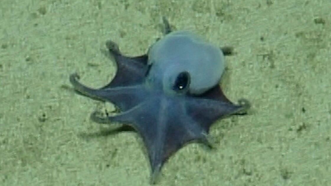 Winzige blaue Oktopus-Art vor Galápagos entdeckt - nur so groß wie ein Golfball