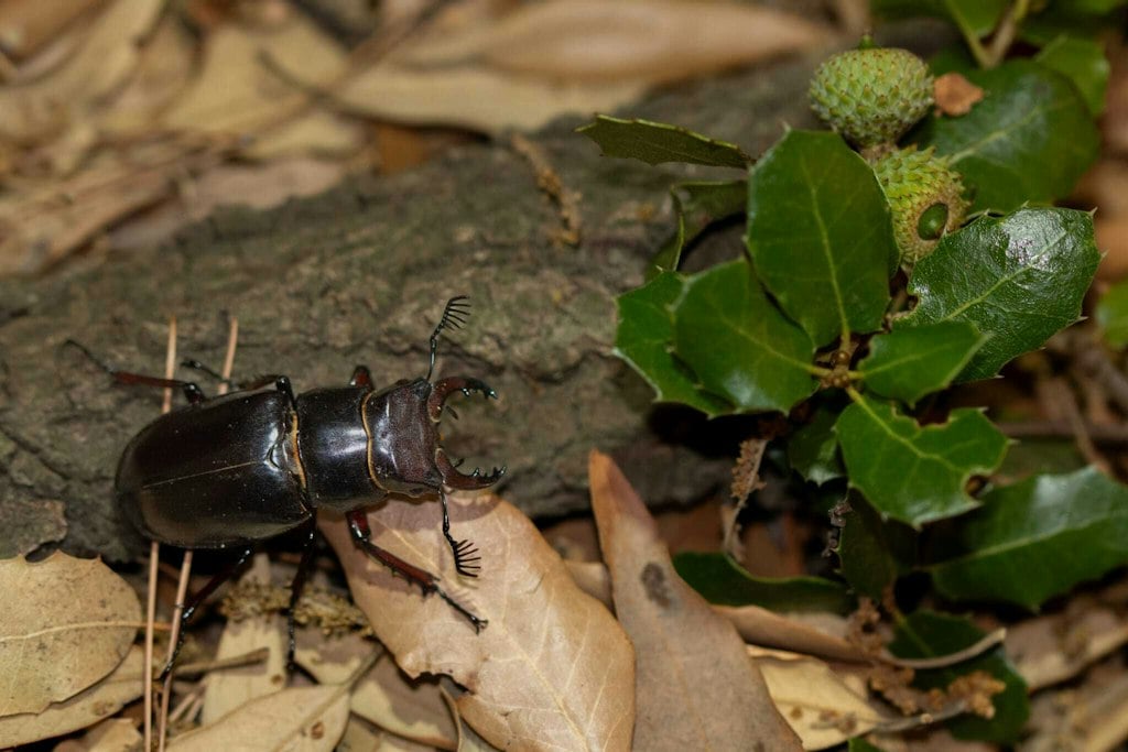 Lucanus apollon: Erste europäische Hirschkäferart seit 180 Jahren entdeckt